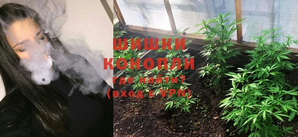 сатива Новозыбков