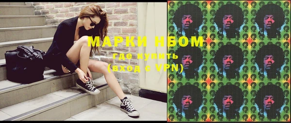 сатива Новозыбков
